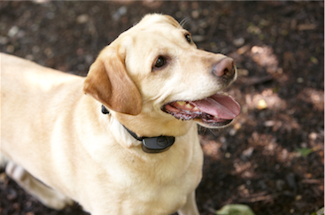 Testimonial for Yellow lab with DogWatch BigLeash Collar