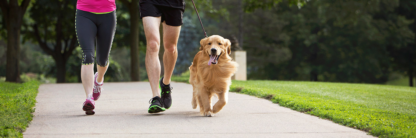 DogWatch of the Twin Cities, Chaska, Minnesota | Electronic Dog Training Collars Footer Image Image