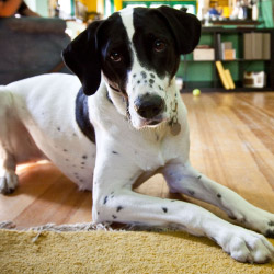 DogWatch of the Twin Cities, Chaska, Minnesota | Indoor Pet Boundaries Contact Us Image