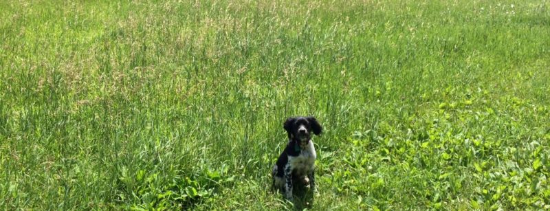 DogWatch of the Twin Cities, Chaska, Minnesota | Twin Cities Dog Parks Product Image