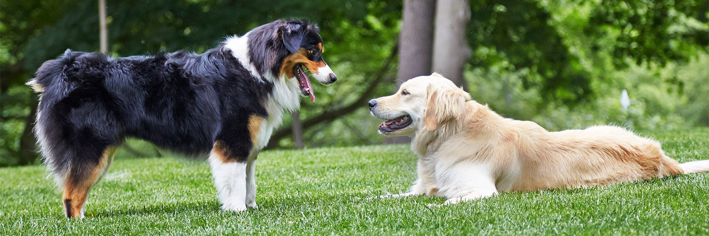 DogWatch of the Twin Cities, Chaska, Minnesota | Outdoor Hidden Dog Fences Slider Image