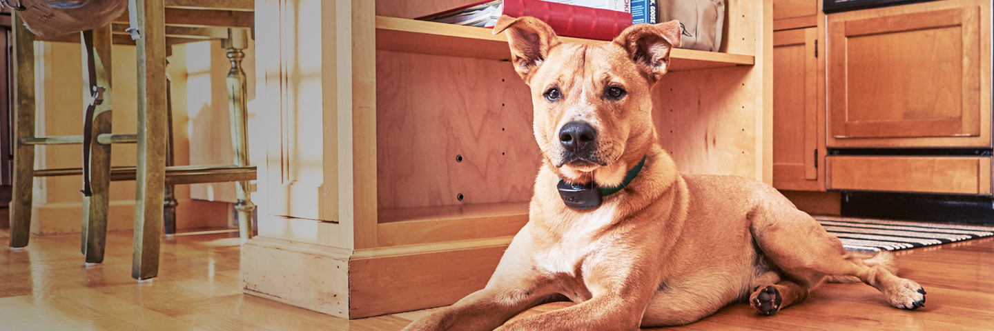 DogWatch of the Twin Cities, Chaska, Minnesota | Indoor Pet Fences Slider Image