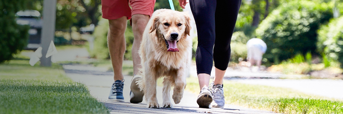 DogWatch of the Twin Cities, Chaska, Minnesota | SideWalker Leash Trainer Slider Image