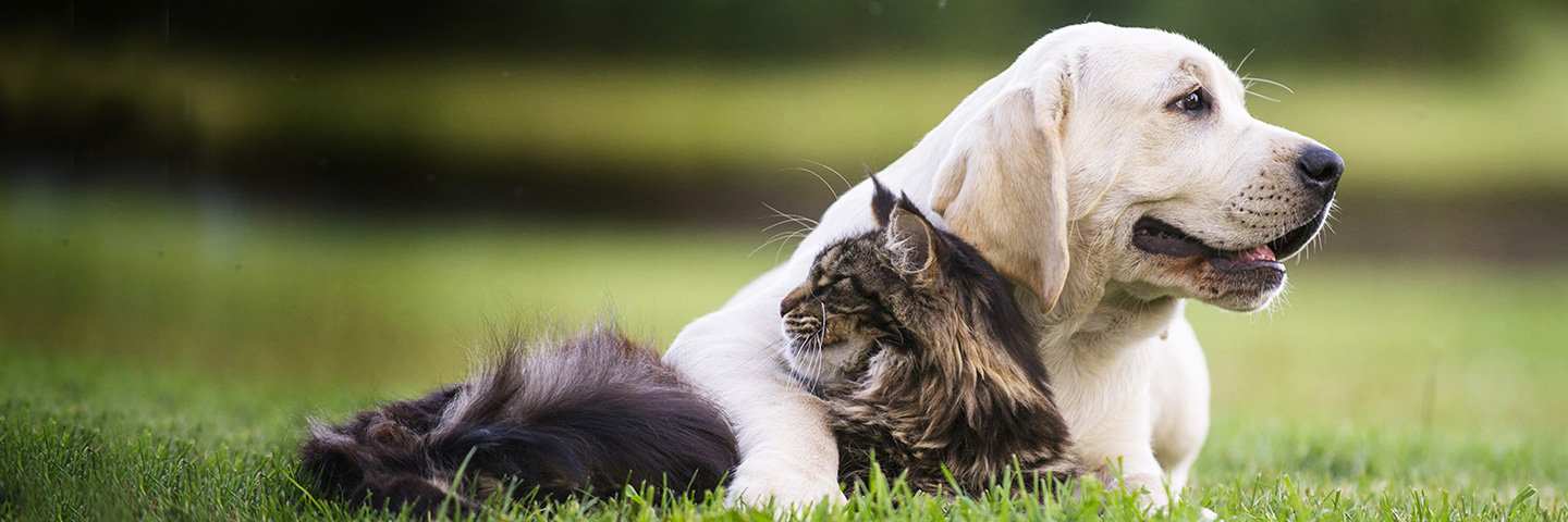 DogWatch of the Twin Cities, Chaska, Minnesota | Cat Fences Slider Image